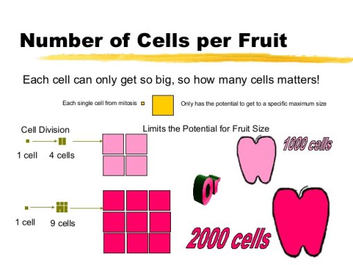Konačna veličina ploda ovisi o diobi stanica i rastu stanica do maksimalne veličine