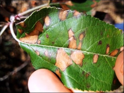 Simptomi su ponekad slični bolesti Glomerela  (fotografija iznad) koja je dosta česta u SAD (North Carolina)