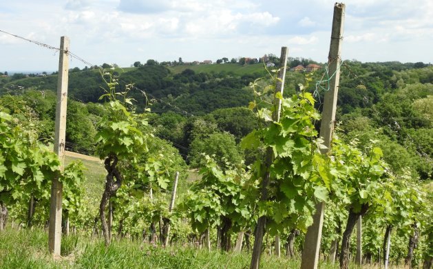 Zdravi vinogradi ugroženi su zbog zapuštenih